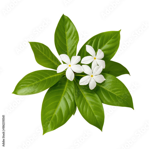 White Flowers With Green Leaves Arranged in a Flat Lay on a Plain Background