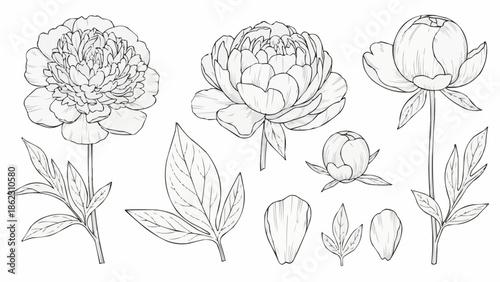 Hand drawn sketch of peony flowers and leaves isolated on white background.
