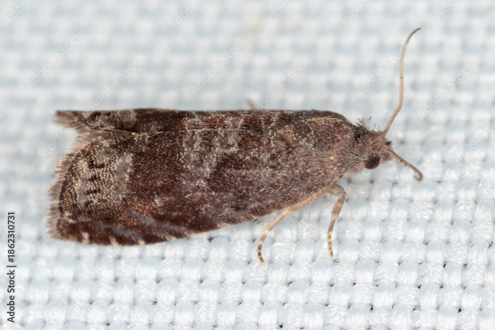 Obraz premium Adult moth of Plum fruit moth or red plum maggot, Grapholita funebrana.