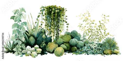 Collection of various succulents and cacti on white background