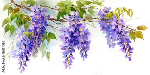 A close-up image of vibrant purple wisteria flowers hanging gracefully from a branch, set against a white background.