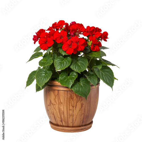 Bright Red Flowers in a Wooden Pot Situated Indoors in a Home Setting