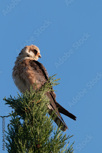 Red-footed Falcon portrait perched on a branch, side profile view.