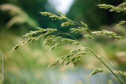 Lush Dallis Grass in Full Summer Glory: A Closeup of Nature's Beautiful Green Tones and Vibrant Colours