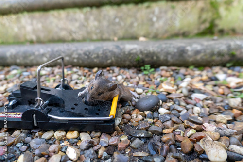 Εκτύπωση καμβά A mouse caught in a sping loaded bartrap mouse trap