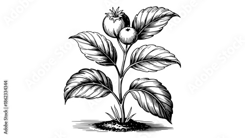 Detailed black and white botanical illustration of a fruiting plant with serrated leaves and small berries, ink line drawing