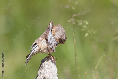 Common Linnet preening feathers on a rock, wild bird behavior in natural habitat