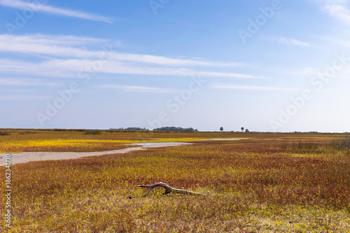 Salt Marsh and Wetlands of Florida