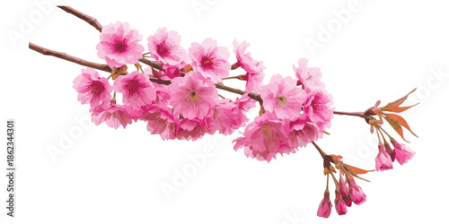 Delicate pink cherry blossom branch isolated on a clean white background, signaling the arrival of spring