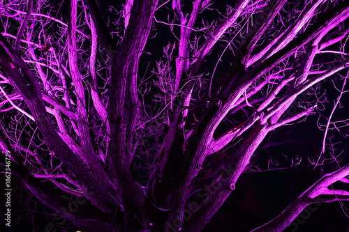 Tree branches structure illuminated with purple light in night on black background