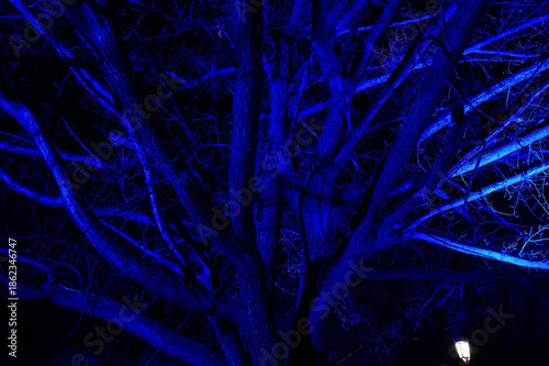 Tree branches structure illuminated with blue light in night on black background