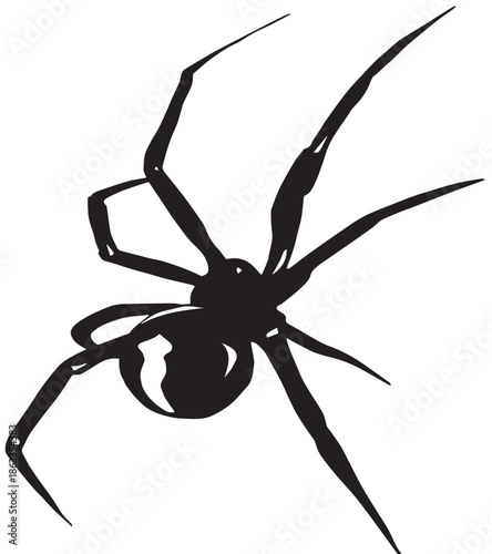 spider on white background