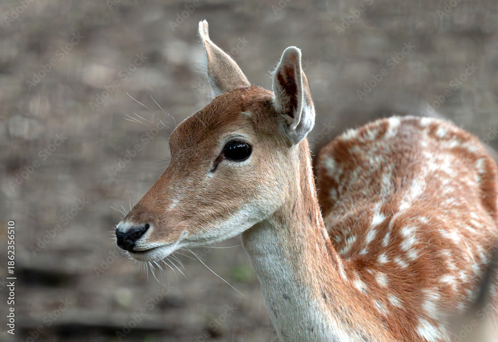 Fototapeta premium Portrait of a Deer Fawn