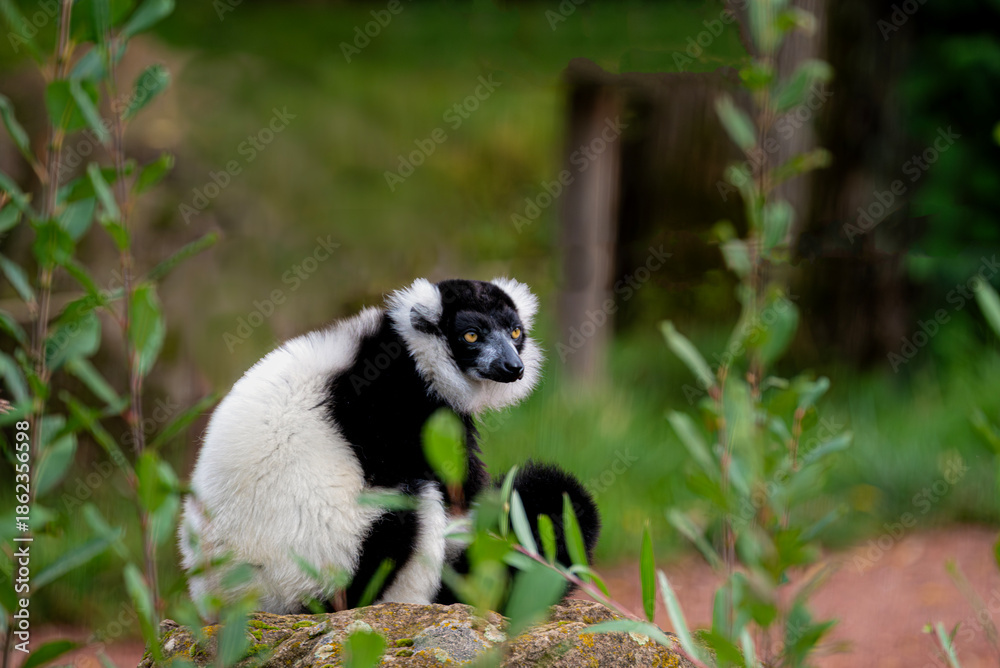 Obraz premium Black and White Ruffed Lemur Sitting