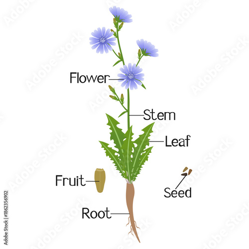 Parts of a chicory plant on a white background..eps