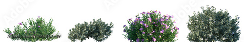Photos Set of Cistus incanus and Cistus albidus blossoming frontal street shrubs isolat