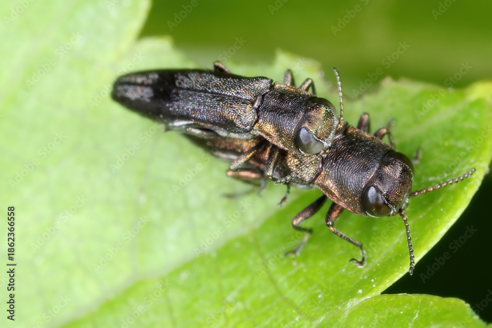 Fototapeta premium Wine jewel beetle, Agrilus derasofasciatus. The larvae of this species of beetle from the Buprestidae family feed on grapevine shoots. Adult beetle on a leaf.