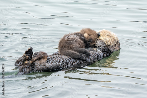 A female sea otter and her young pup napping.  Sleep is extremely important to conserve energy.  Sea otters are also an important keystone species. 
