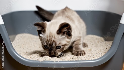 Cute Kitten Playing in Litter Box, Digging and Exploring