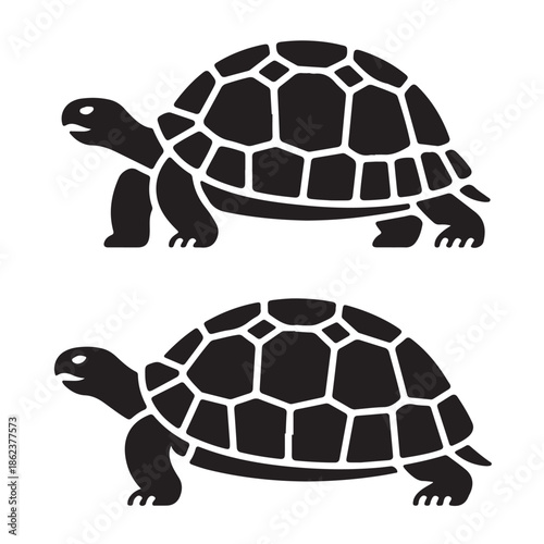turtle vector illustration