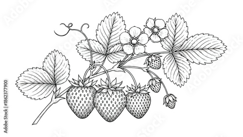 Botanical sketch of strawberry plant with flowers and fruit