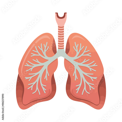 Human Lungs Anatomy Illustration