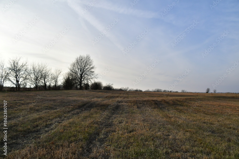 Fototapeta premium Field