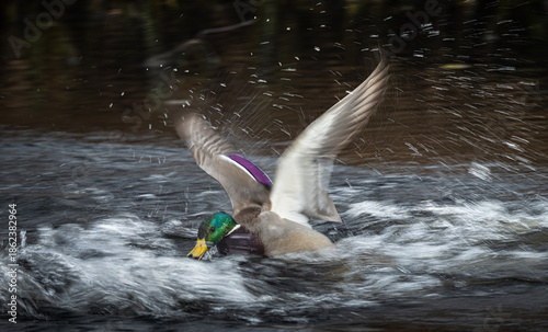 Wild mallard duck splashing in fast river dramatic water spray frozen droplets motion blur wings wildlife action photography untamed nature moment of energy freedom and renewal in rushing current