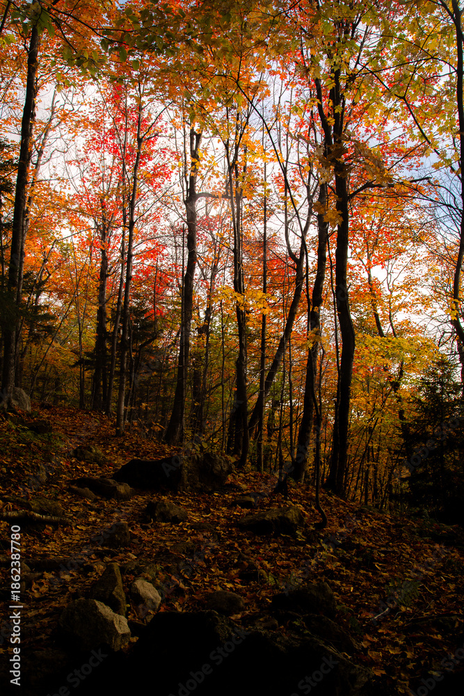 Obraz premium autumn in the forest
