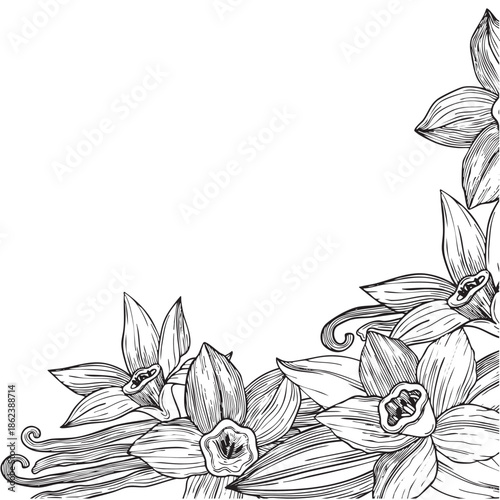 Hand-drawn blooming vanilla flowers and vanilla pods frame composition, graphic botanical detailed sketch on white background