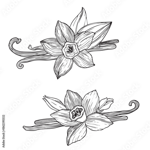 Hand-drawn blooming vanilla flowers and leaves and vanilla pods compositions, graphic botanical detailed sketch