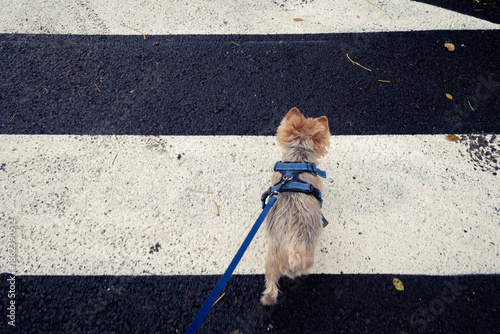 Retrato de un pequeño perro Yorkshire dando un paseo y cruzando un paso de peatones