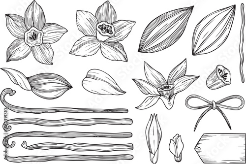 Big hand-drawn collection off blooming vanilla flowers and vanilla pods, leaves, buds and bow, graphic botanical detailed sketch