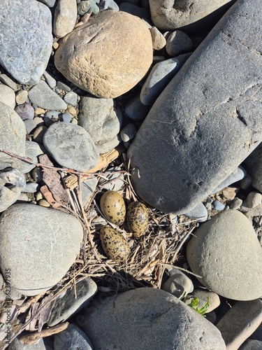Camouflaged Eggs of a Braided River Bird