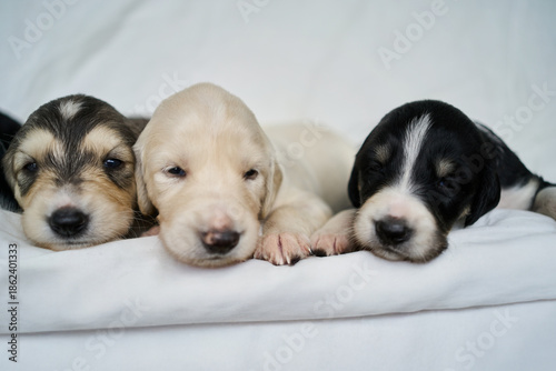 Three saluki puppies resting side-by-side on a white blanket