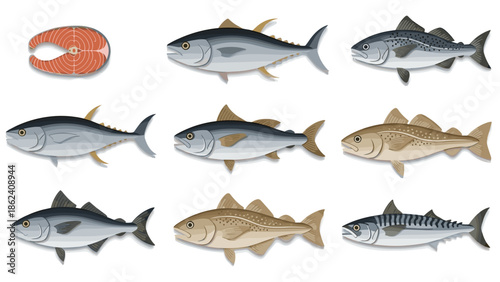 Collection of various types of fish and a salmon steak illustration