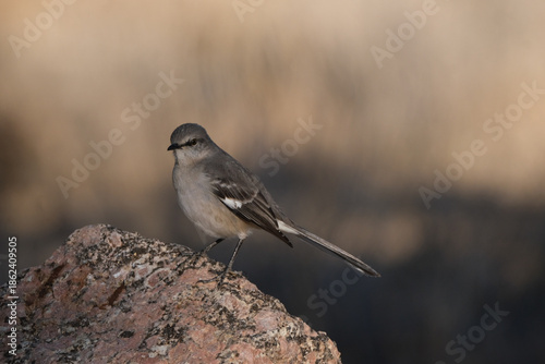A mockingbird sits on a rock 