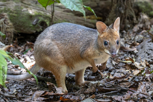 Tableau sur toile Musky Rat Kangaroo from Far North Queensland Australia
