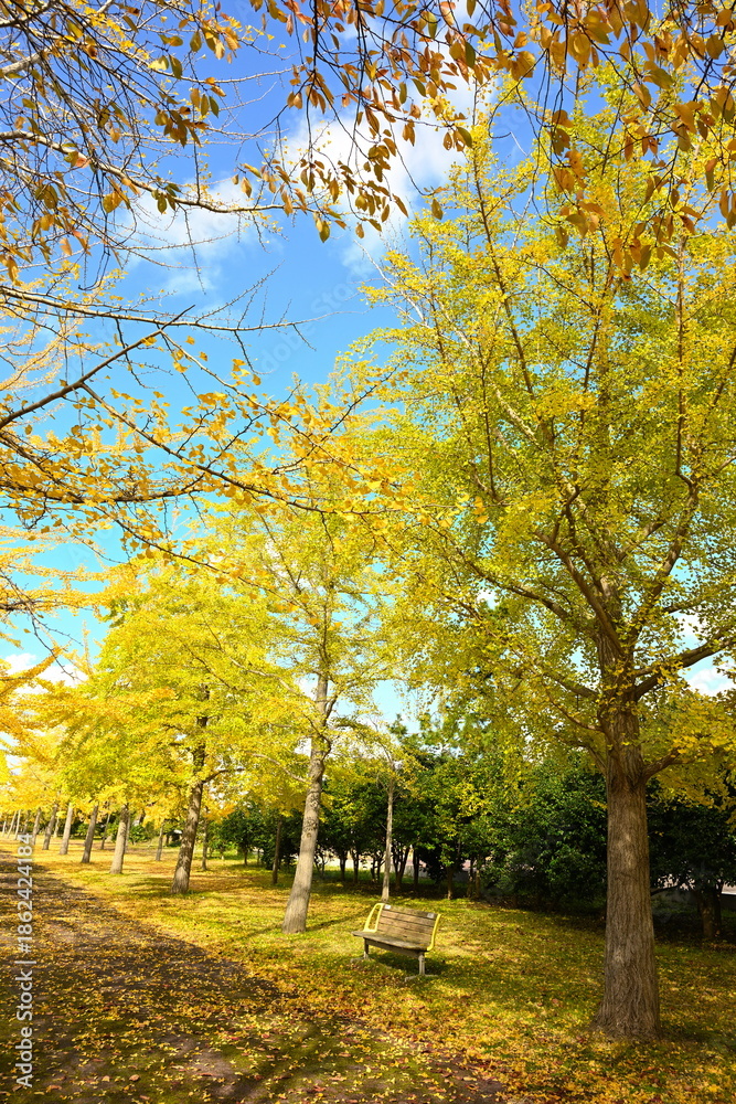 Fototapeta premium 島見緑地公園で見られるイチョウ並木の紅葉風景（新潟県新潟市北区）