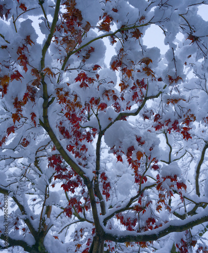 Japanese Maple tree all covered with snow