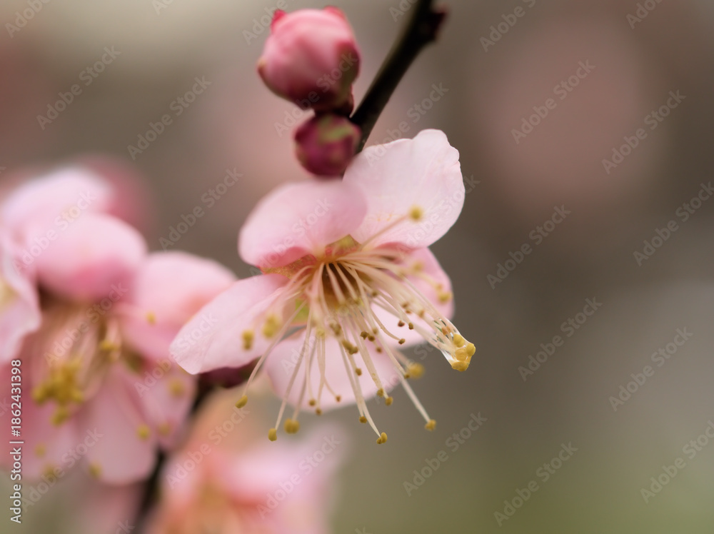 Fototapeta premium 曇天の12月に咲いた梅の花「紅冬至(コウトウジ)」