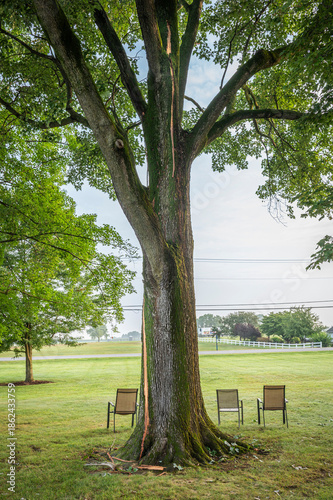 A large tree recently struck by lightening in a storm. Bark blown off by the lightening sits at the base of the tree. 