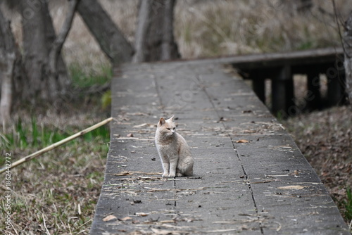 公園のネコ