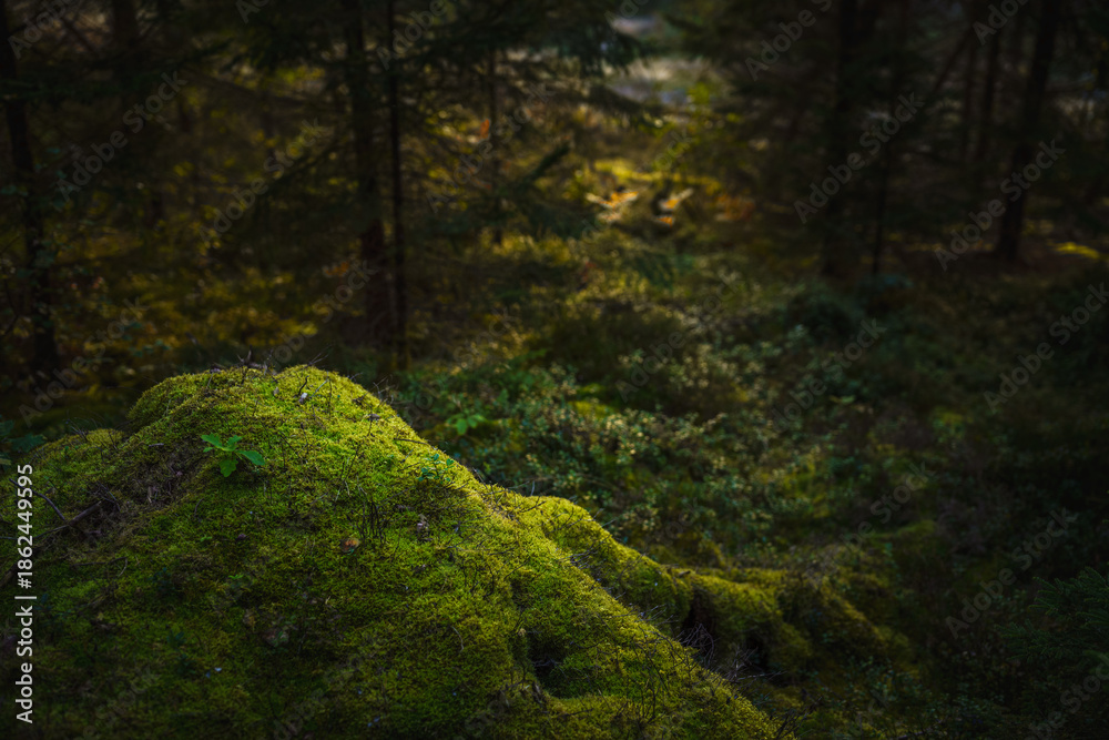 Obraz premium warm tones by the moss