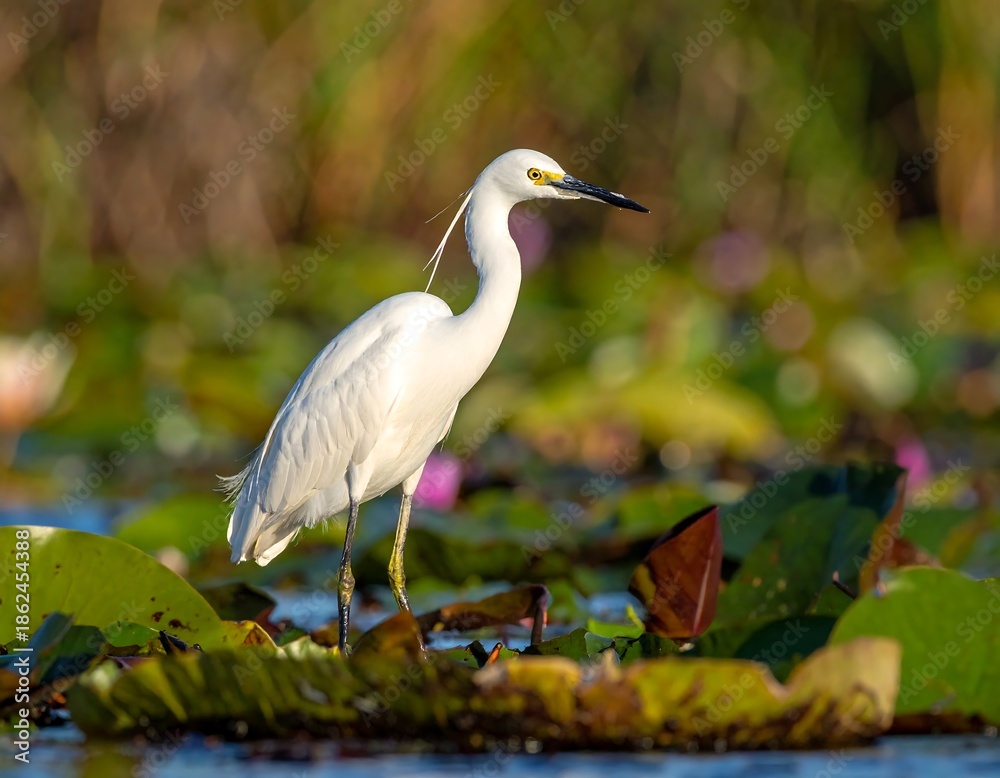 Fototapeta premium White bird stands on lily pads surrounded by water and greenery