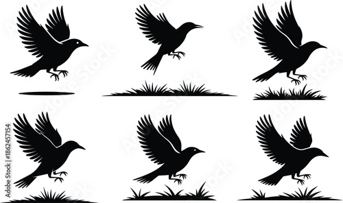 Collection of Minimalist black bird taking off from the ground silhouette vector icon