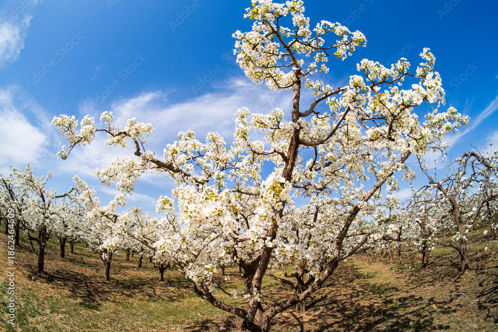 Naklejka premium Pear flowers bloom in spring