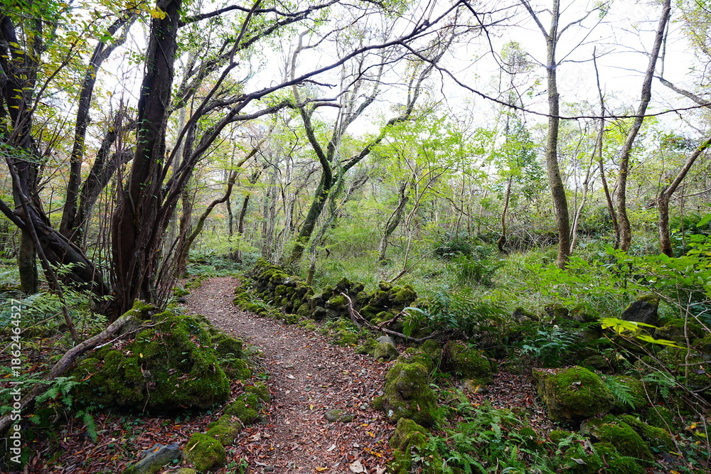 Obraz premium autumn path through old wild forest