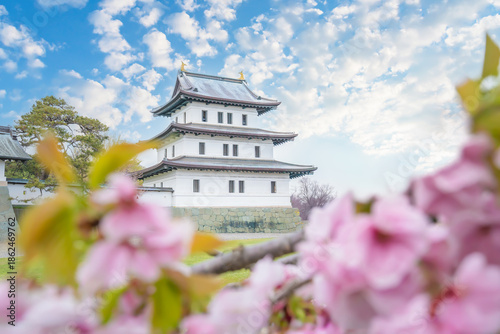 Fotografie Matsumae Castle, Sakura, Cherry blossoms flower and garden with pink sakura full
