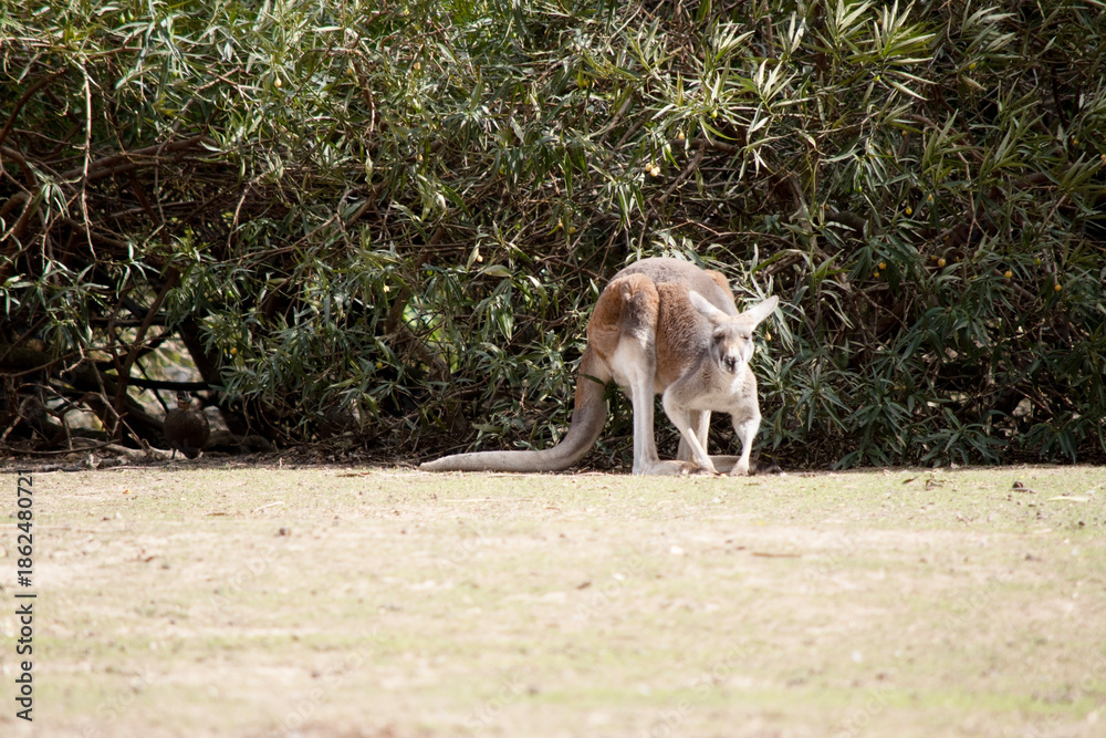Fototapeta premium the red kangaroo is in the field eating grass